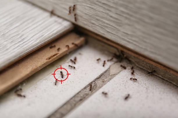 Professional Pest Control in Abilene, KS
